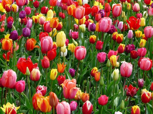 The Best Bulbs to Brighten Up Your Spring Garden
